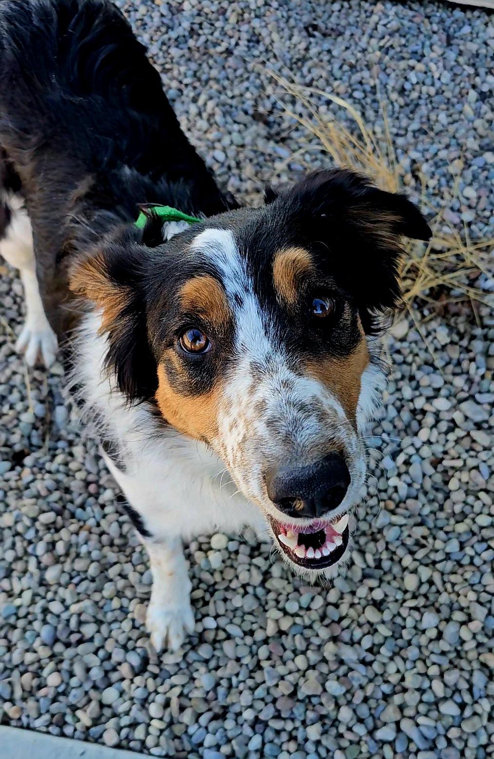 Enlarge Rip, an adoptable mixed breed in Pinedale, WY image 5/6