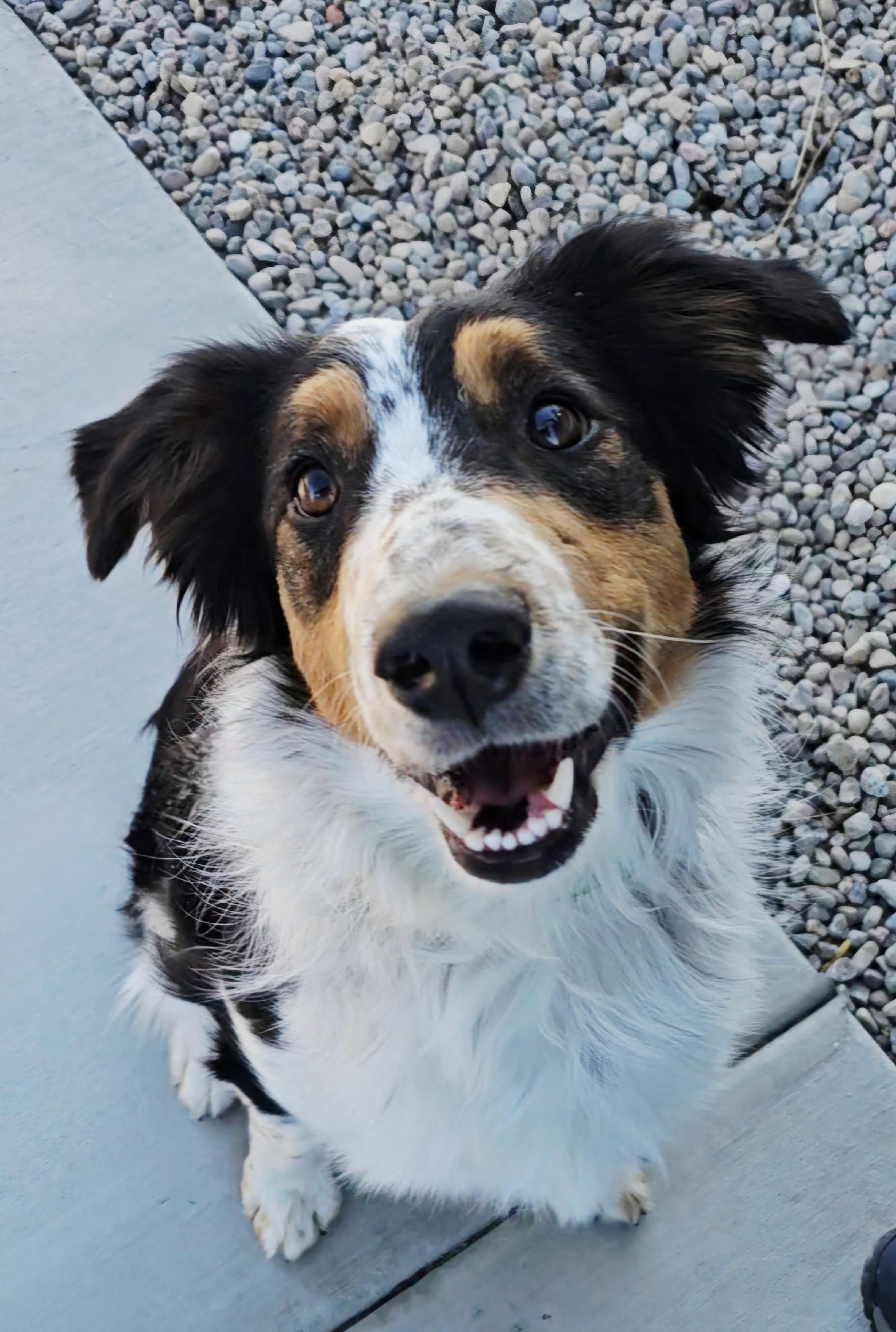 Enlarge Rip, an adoptable mixed breed in Pinedale, WY image 2/6