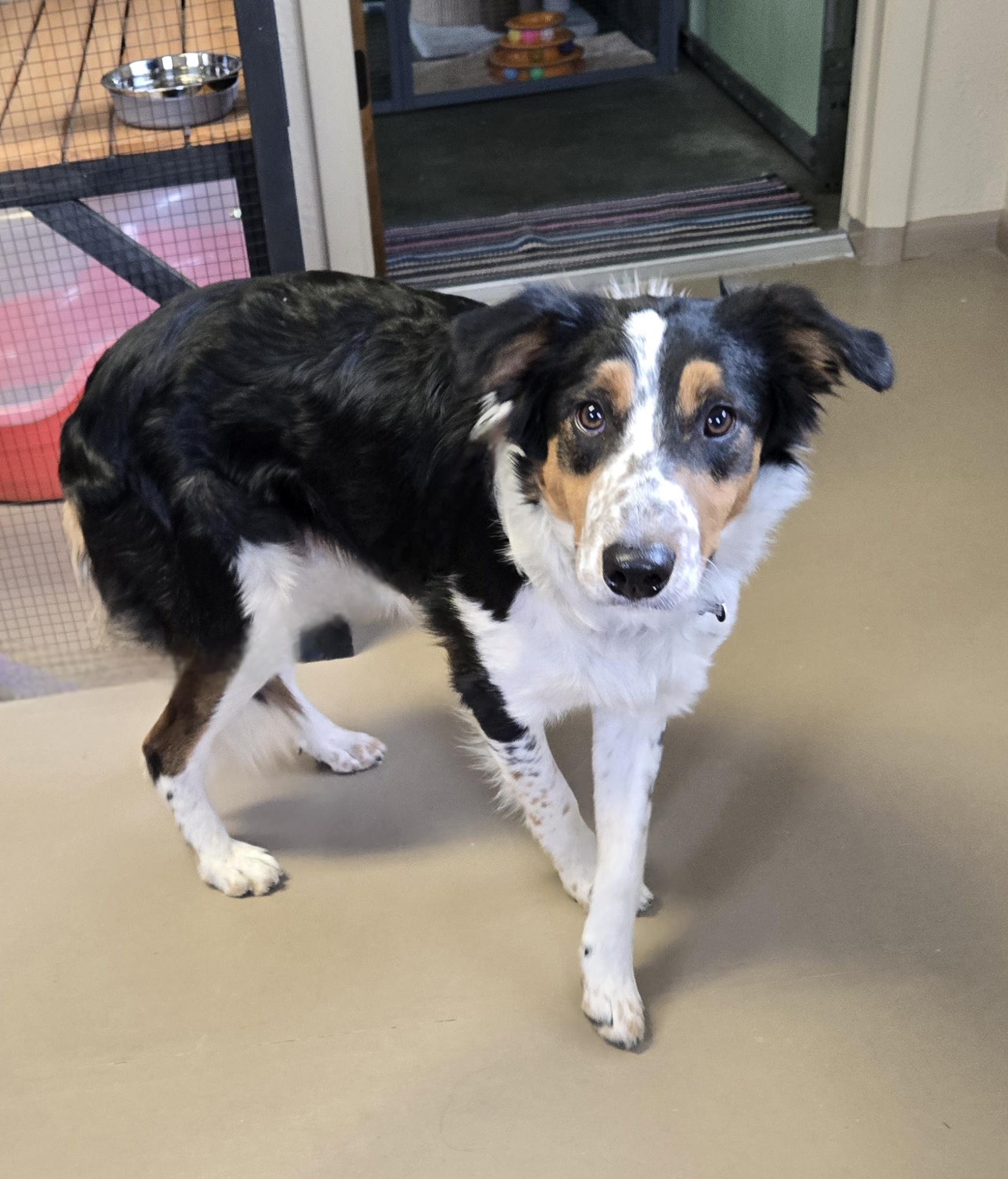 Rip, an adoptable Australian Shepherd in Pinedale, WY, 82941 | Photo Image 3