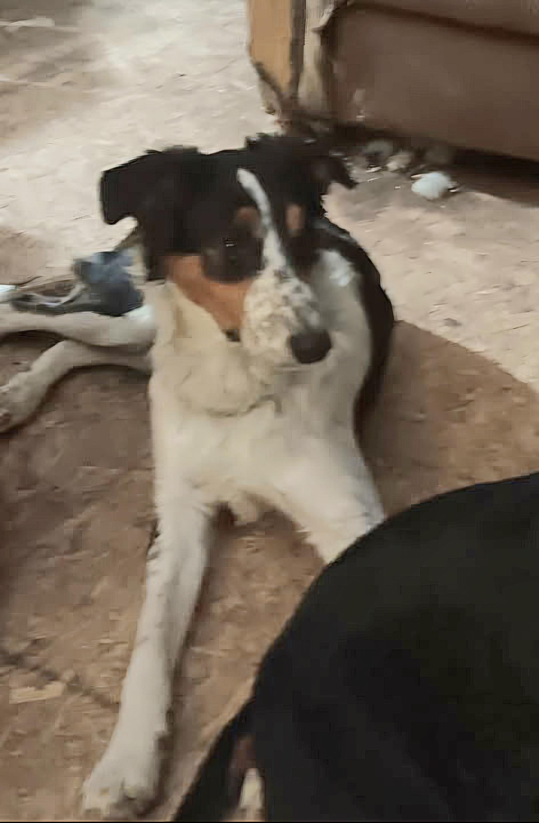 Rip, an adoptable Australian Shepherd in Pinedale, WY image 4/5