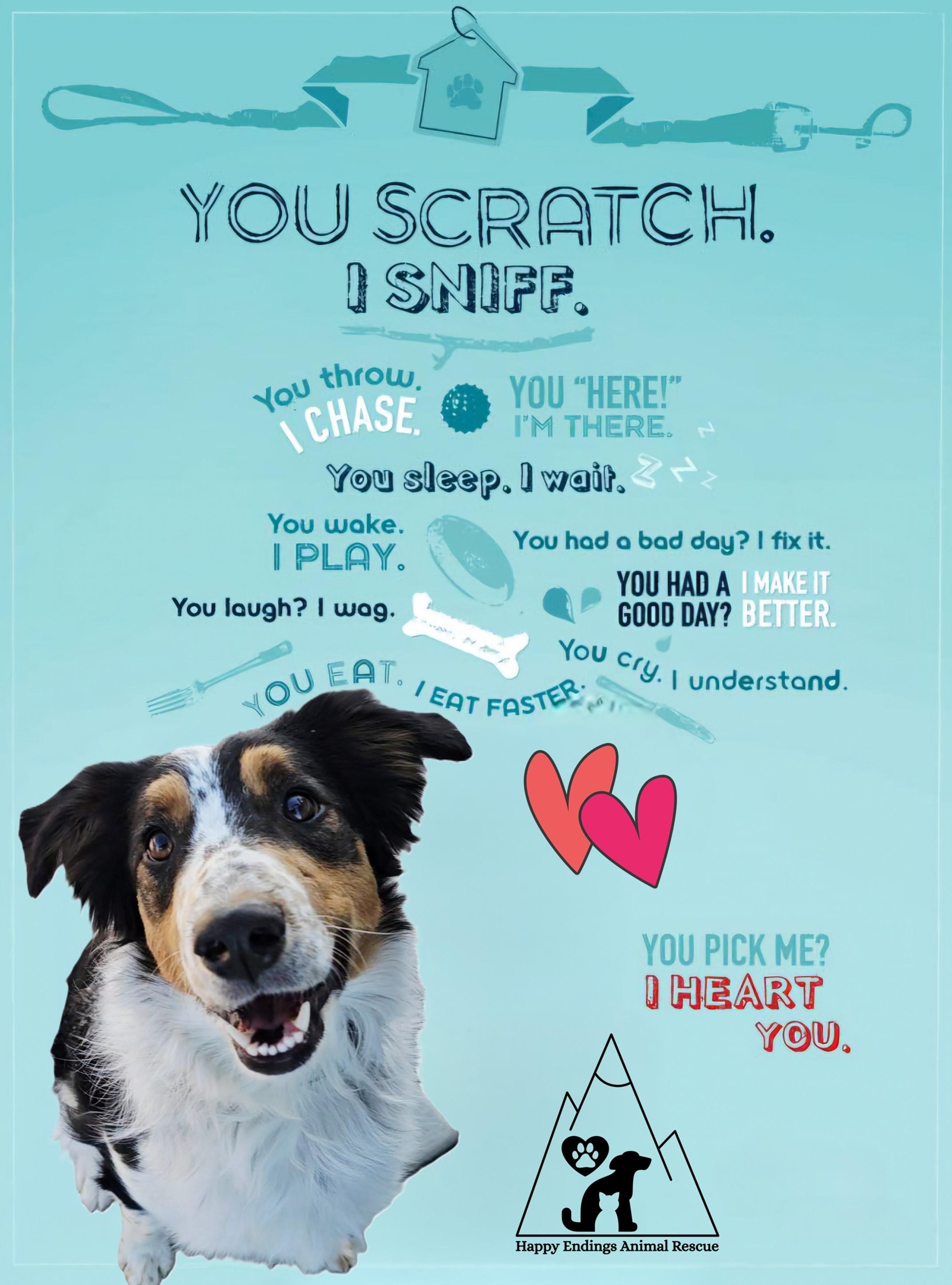 Enlarge Rip, an adoptable mixed breed in Pinedale, WY image 2/5