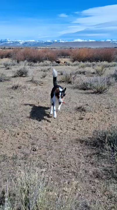 Enlarge Rip, an adoptable mixed breed in Pinedale, WY video 3/6