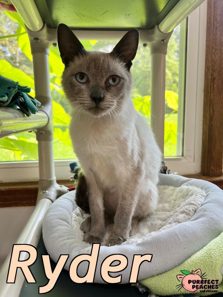 Ryder, a Adoptable mixed breed in Douglasville, GA image 2/4