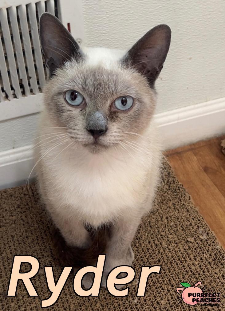 Ryder, a Adoptable mixed breed in Douglasville, GA image 3/4