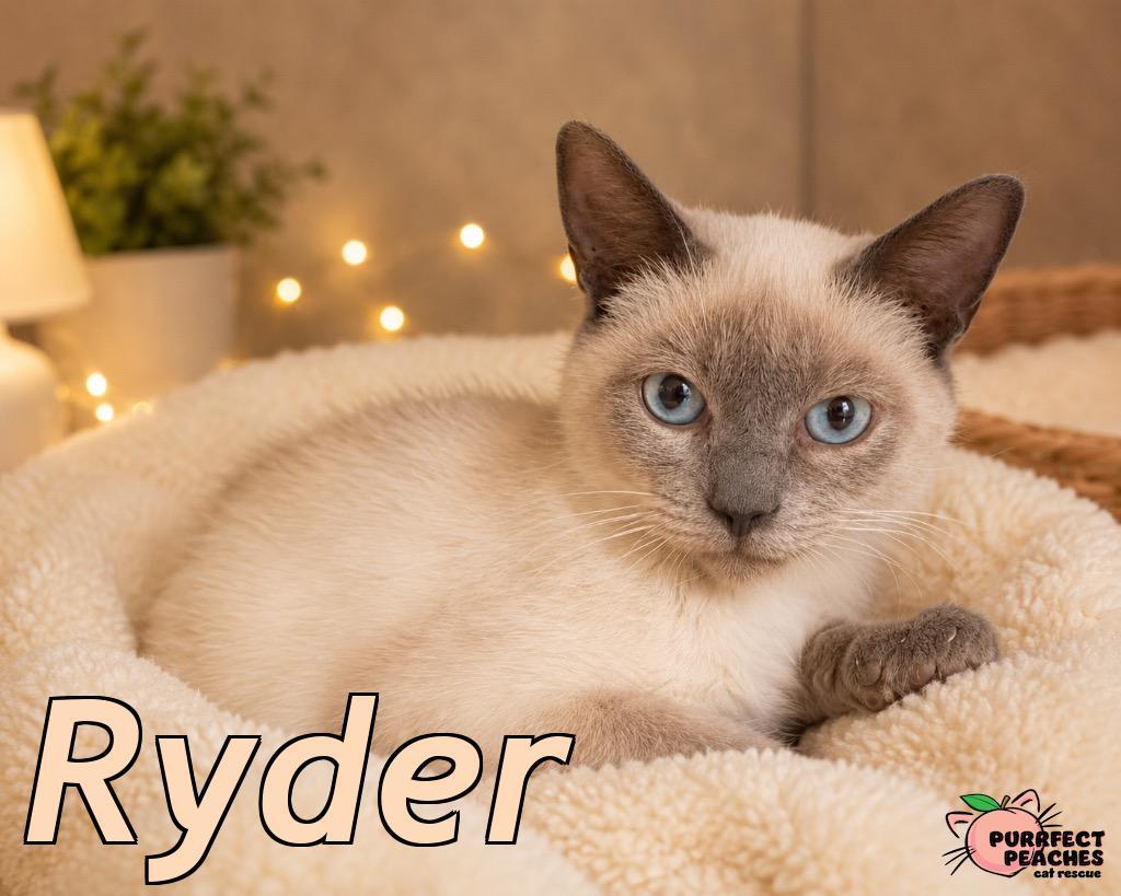 Ryder, a Adoptable mixed breed in Douglasville, GA image 4/4