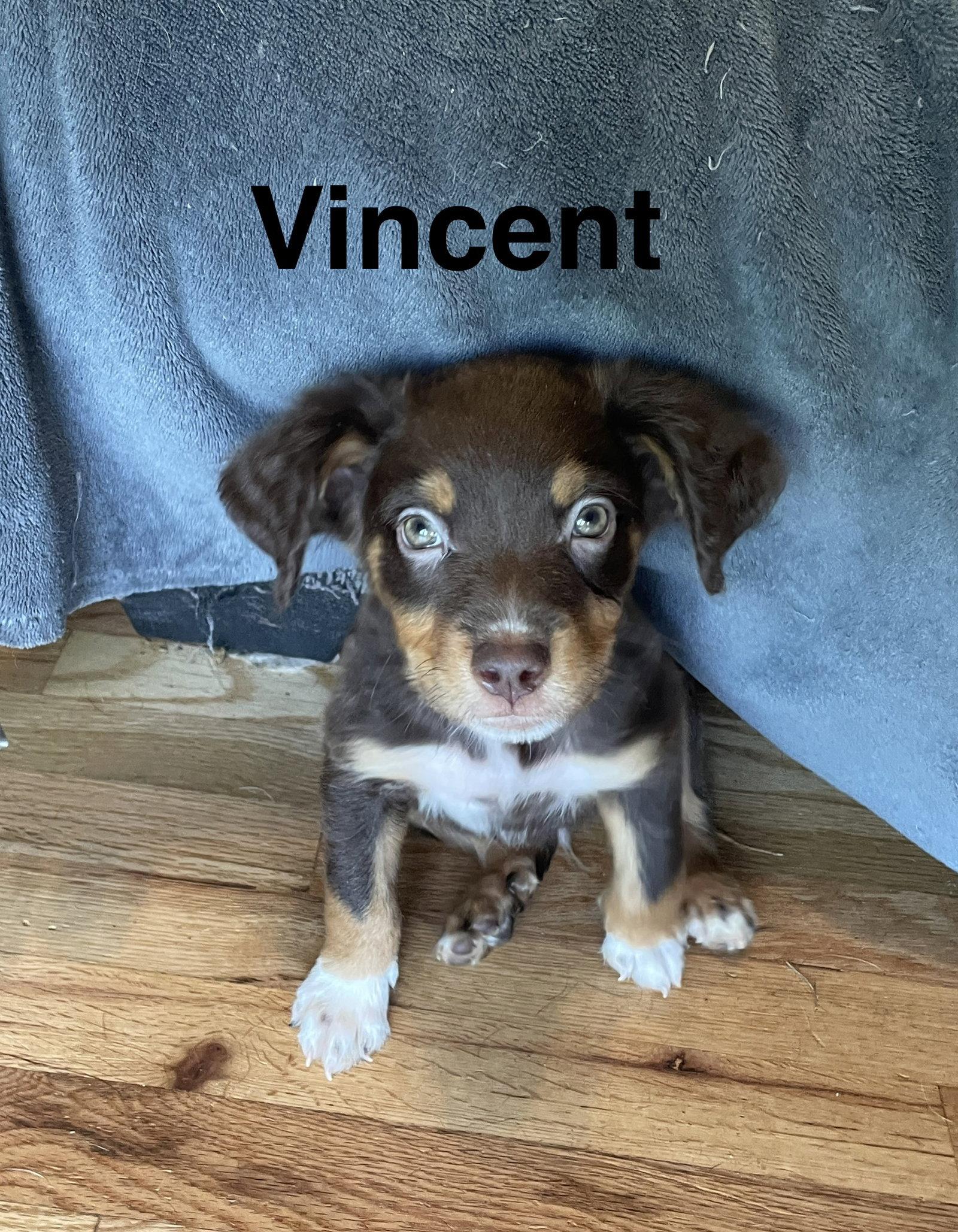 Vincent, Adoptable, Puppy Male Mixed Breed.