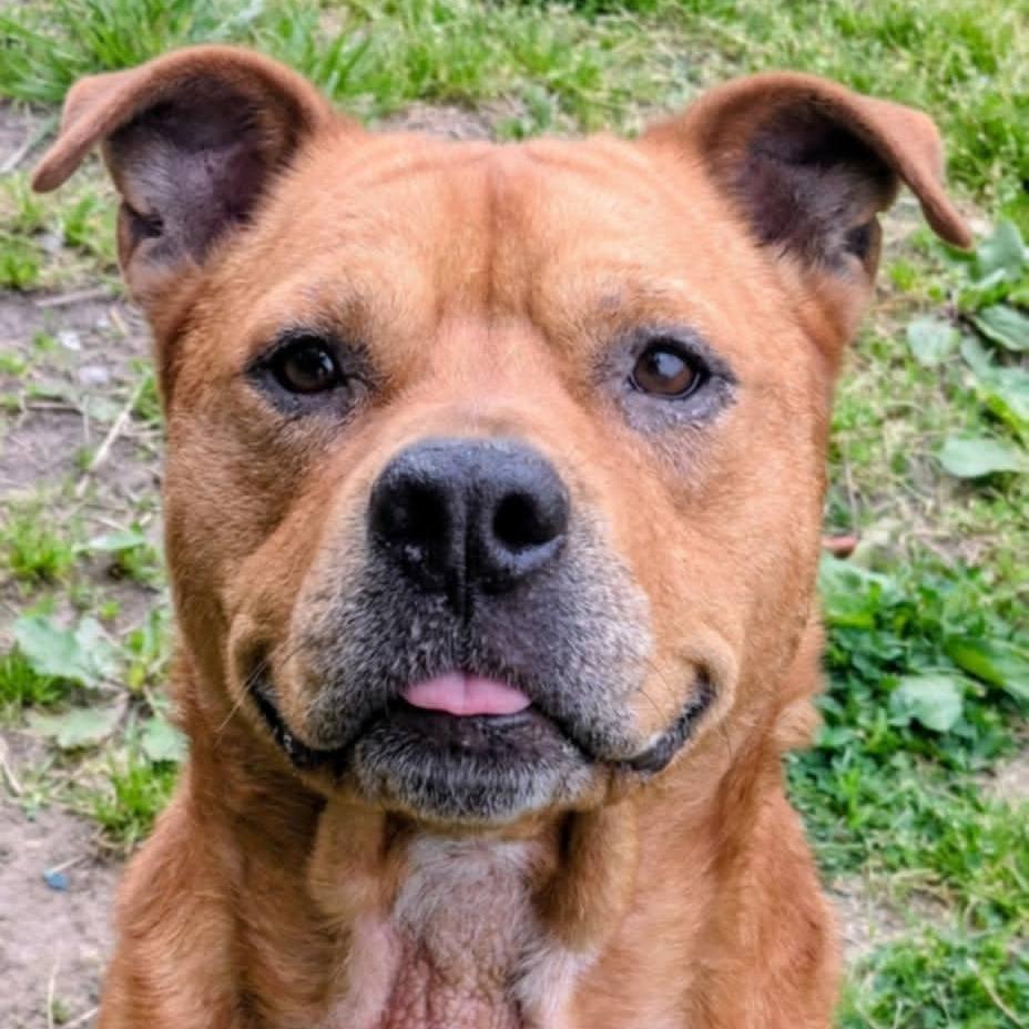 Dexter, Adoptable, Adult Male Mixed Breed.