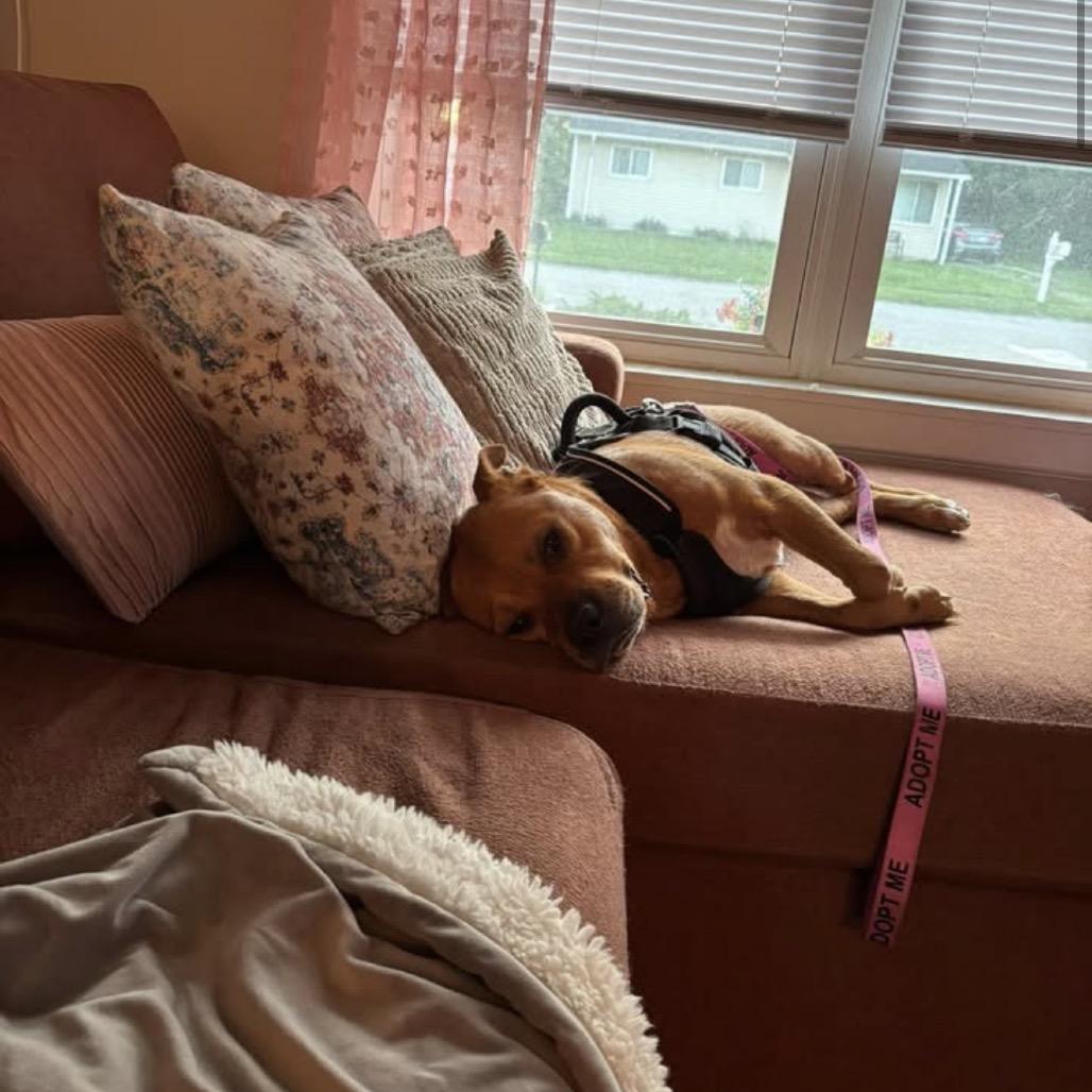 Enlarge Dexter, a Adoptable Mixed Breed in Jeffersonville, IN image 2/6