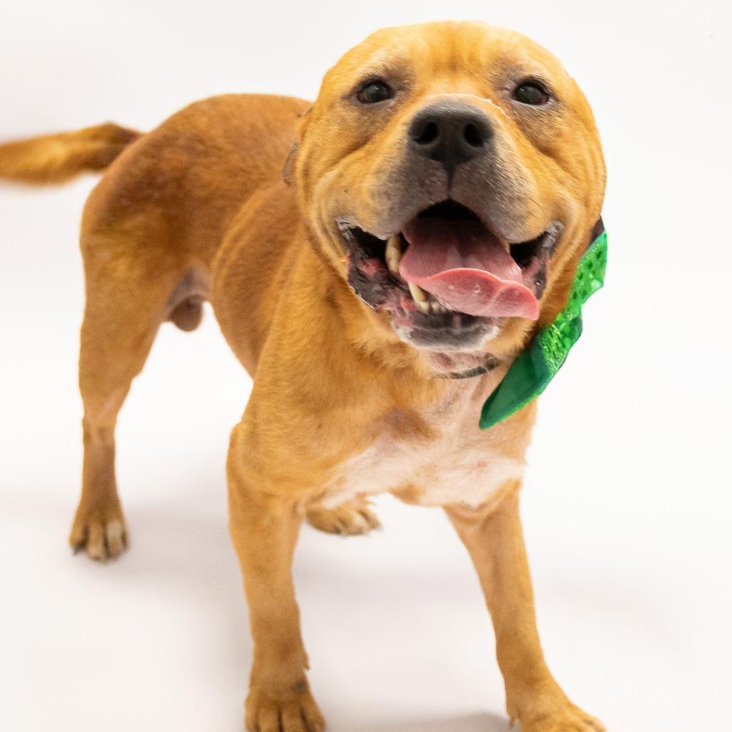 Dexter, Adoptable, Adult Male Mixed Breed.