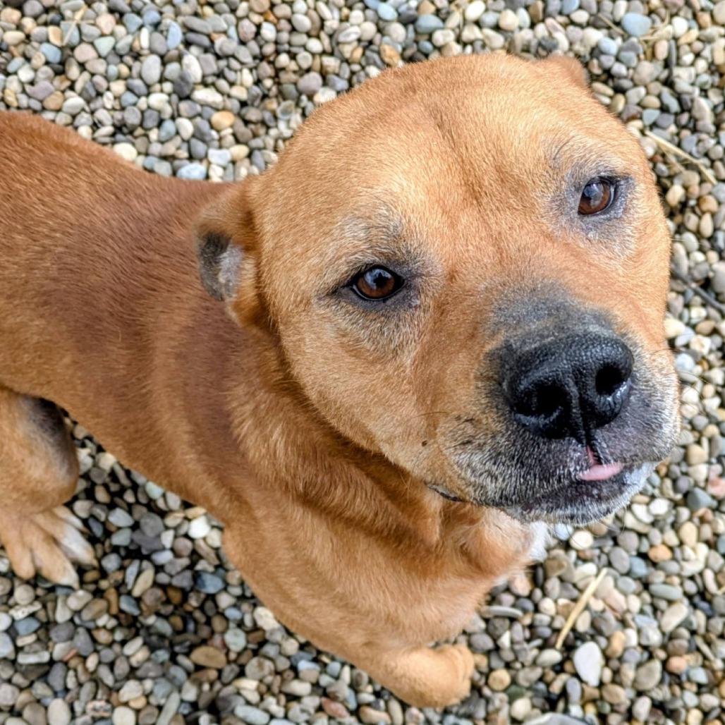 Enlarge Dexter, a Adoptable Mixed Breed in Jeffersonville, IN image 2/3