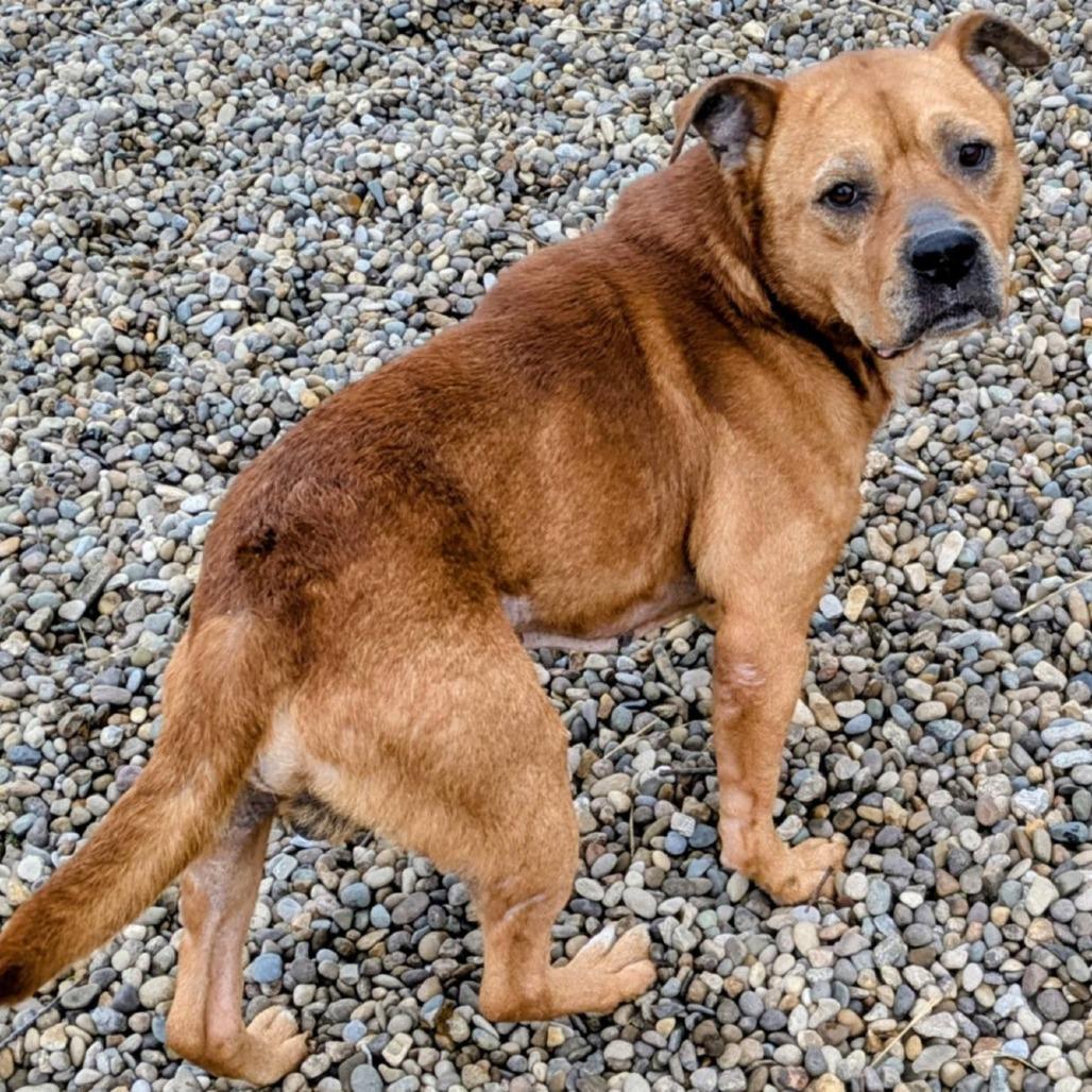 Enlarge Dexter, a Adoptable Mixed Breed in Jeffersonville, IN image 3/3