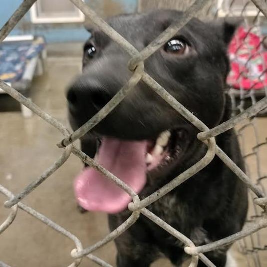 Prince, Adoptable, Young Male Australian Cattle Dog / Blue Heeler & Mixed Breed.