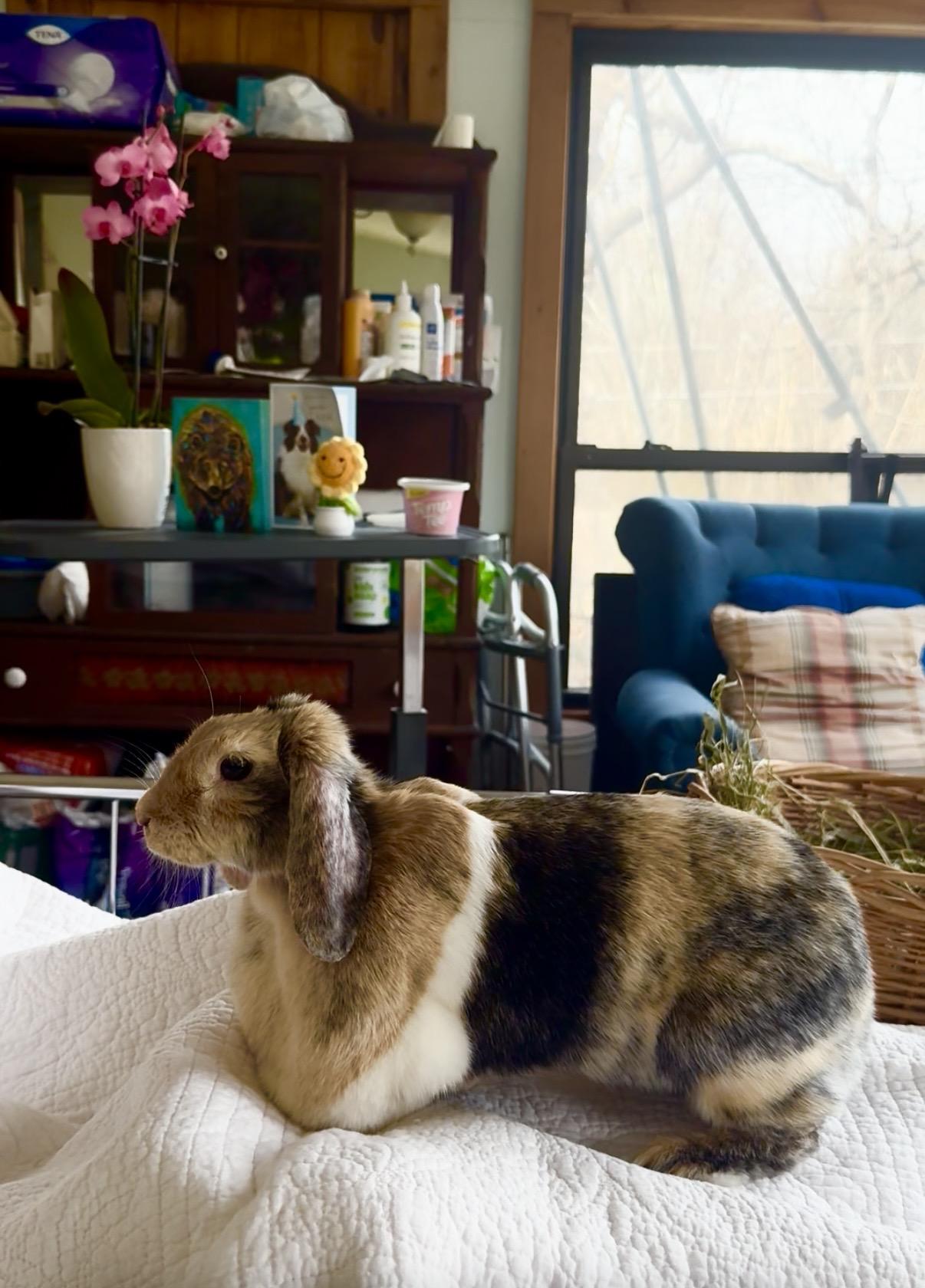 Enlarge Tiramasu, a ADOPTABLE Lop Eared in Salisbury Mills, NY image 4/5