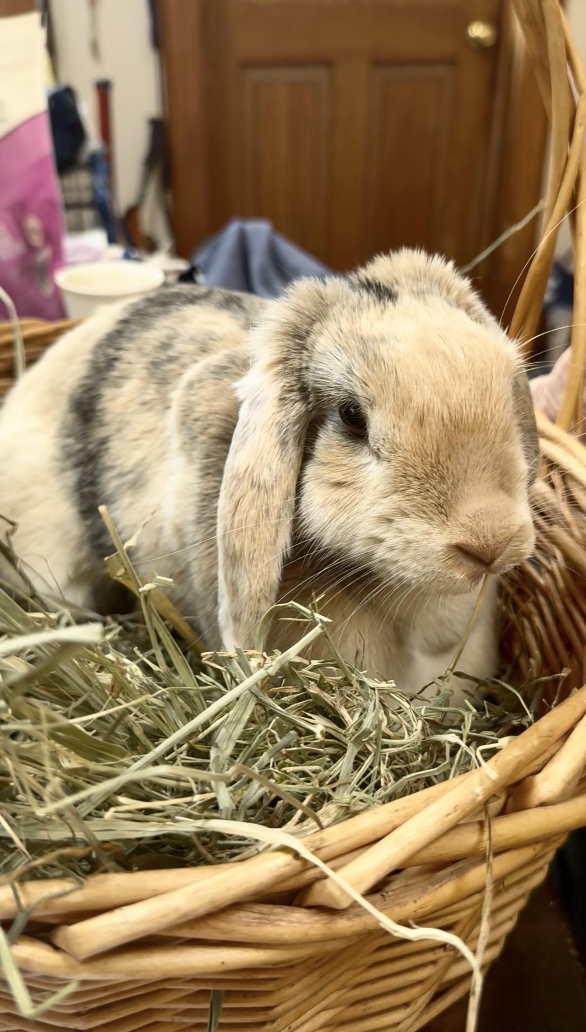 Tiramasu, adopted, Adult Female Lop Eared.