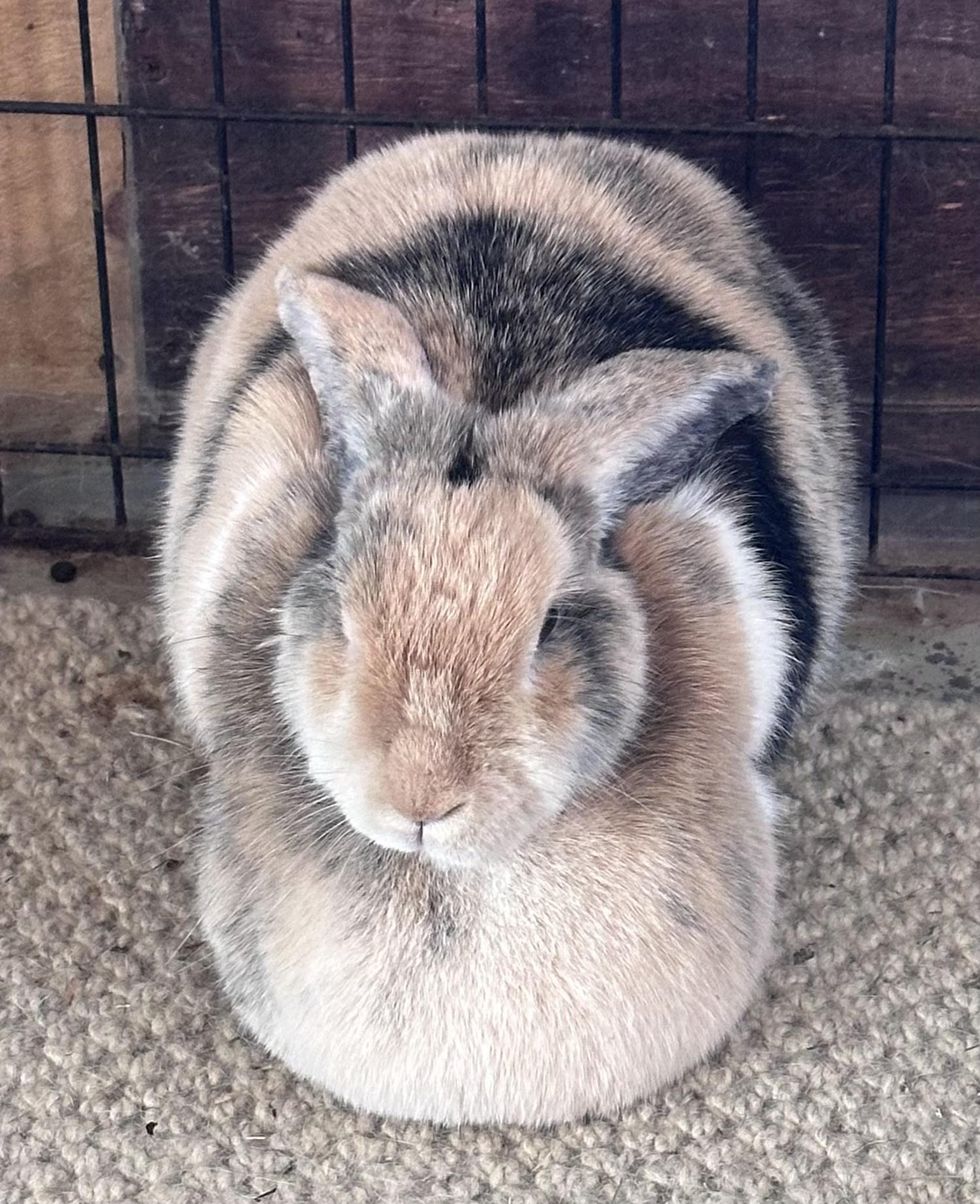 Enlarge Tiramasu, a ADOPTABLE Lop Eared in Salisbury Mills, NY image 3/5
