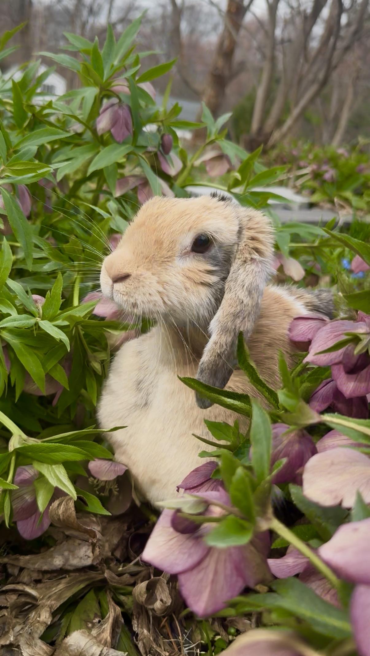 Enlarge Tiramasu, a ADOPTABLE Lop Eared in Salisbury Mills, NY image 2/5