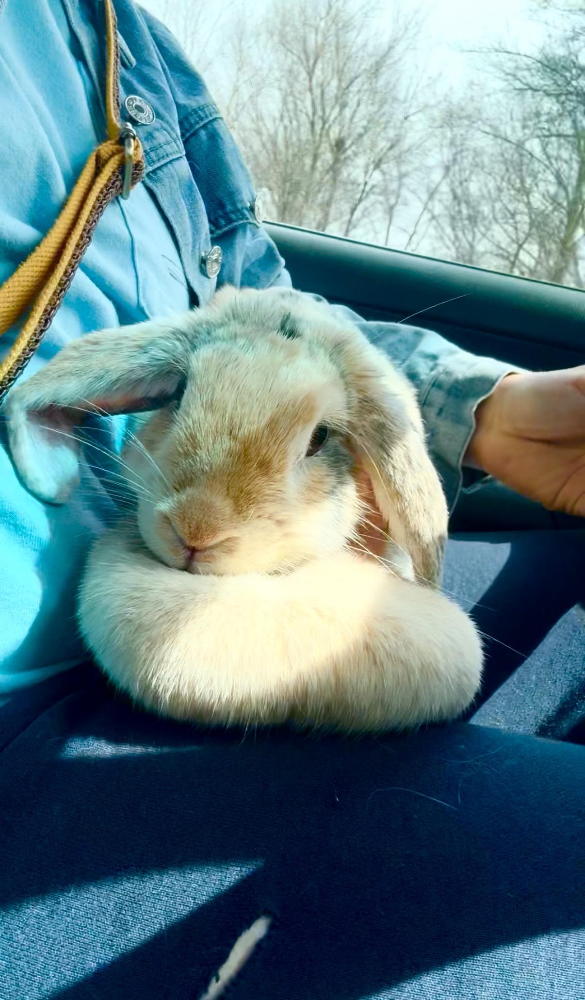 Enlarge Tiramasu, a ADOPTABLE Lop Eared in Salisbury Mills, NY image 5/5