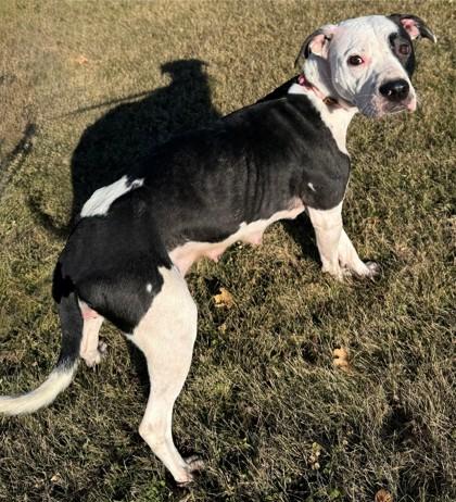 Enlarge Tinker, a Adoptable mixed breed in Willmar, MN image 1/2