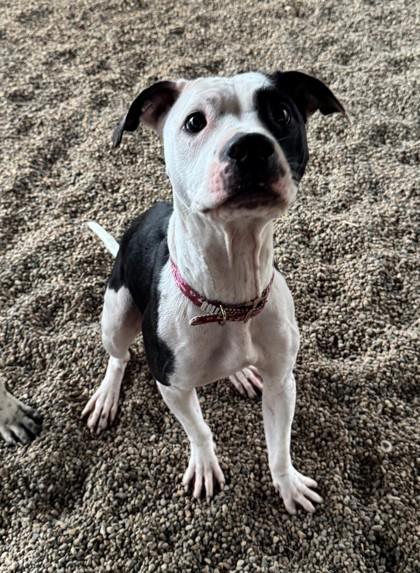 Enlarge Tinker, a Adoptable mixed breed in Willmar, MN image 2/2