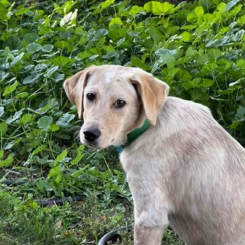Albert, Adoptable, Puppy Male Retriever & Mixed Breed.