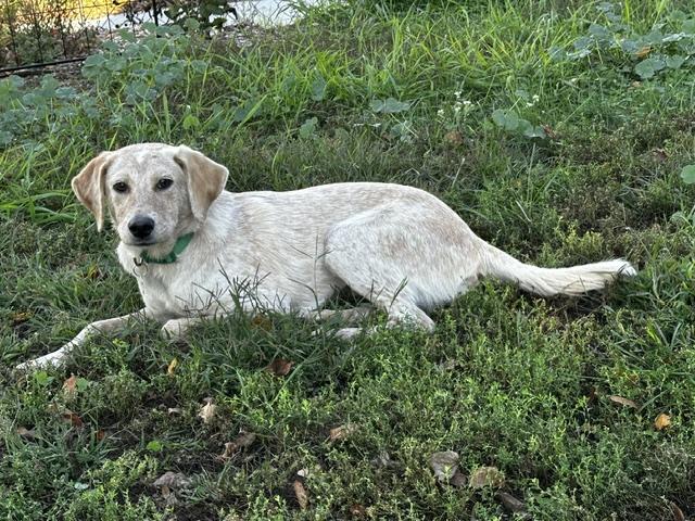 Enlarge Albert, a Adoptable mixed breed in Minneapolis, MN image 5/6