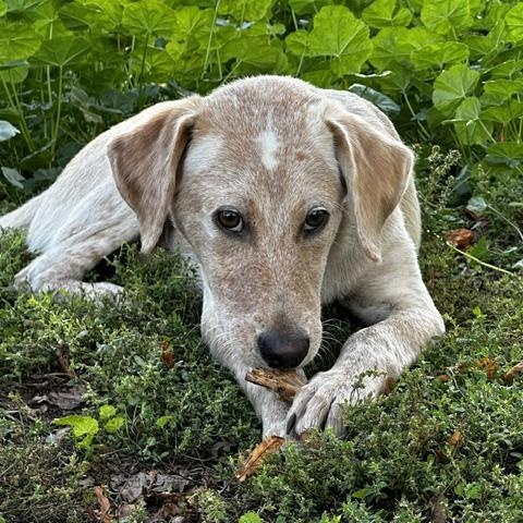 Enlarge Albert, a Adoptable mixed breed in Minneapolis, MN image 3/6