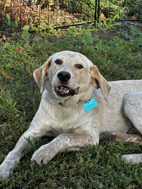 Enlarge Albert, a Adoptable mixed breed in Minneapolis, MN image 2/6