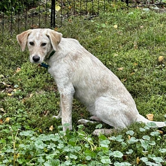 Enlarge Albert, a Adoptable mixed breed in Minneapolis, MN image 4/6