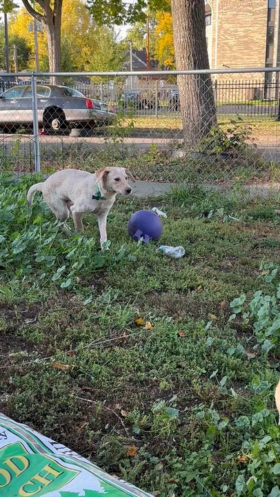 Enlarge Albert, a Adoptable mixed breed in Minneapolis, MN video 6/6