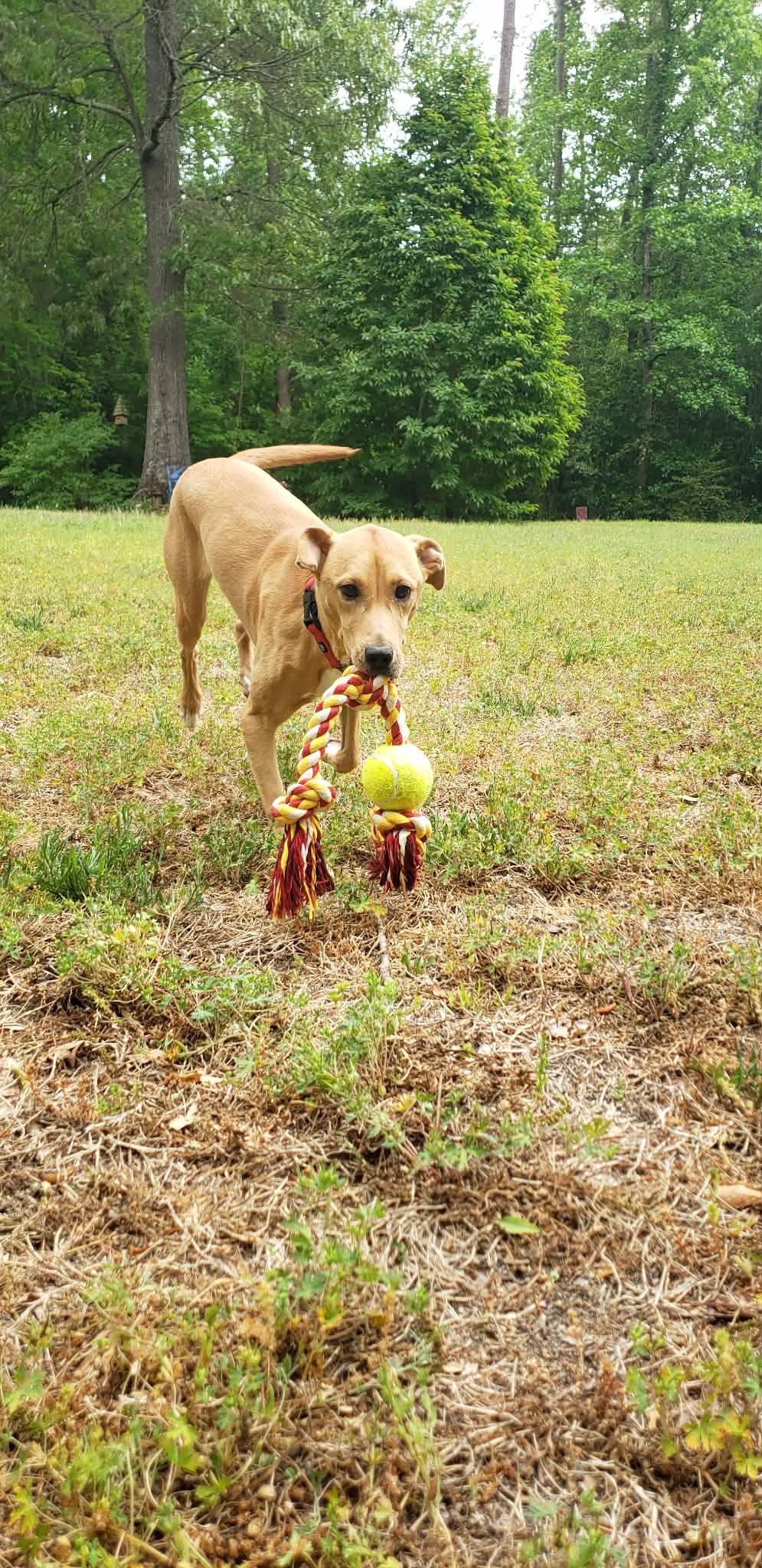 Lucinda, a Adoptable Hound in Raleigh, NC image 1/3