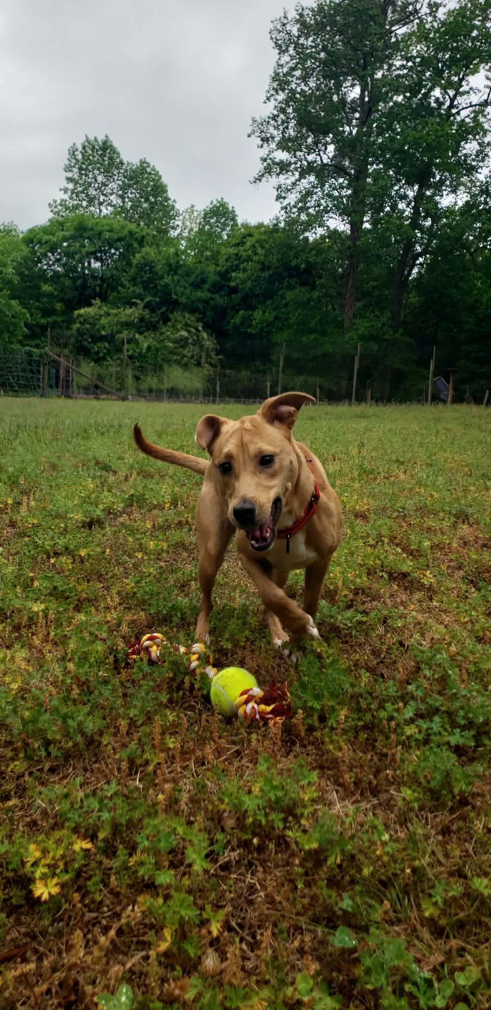 Lucinda, a Adoptable Hound in Raleigh, NC image 2/3