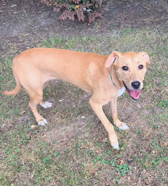 Enlarge Lucinda, a Adoptable Hound in Raleigh, NC image 2/2