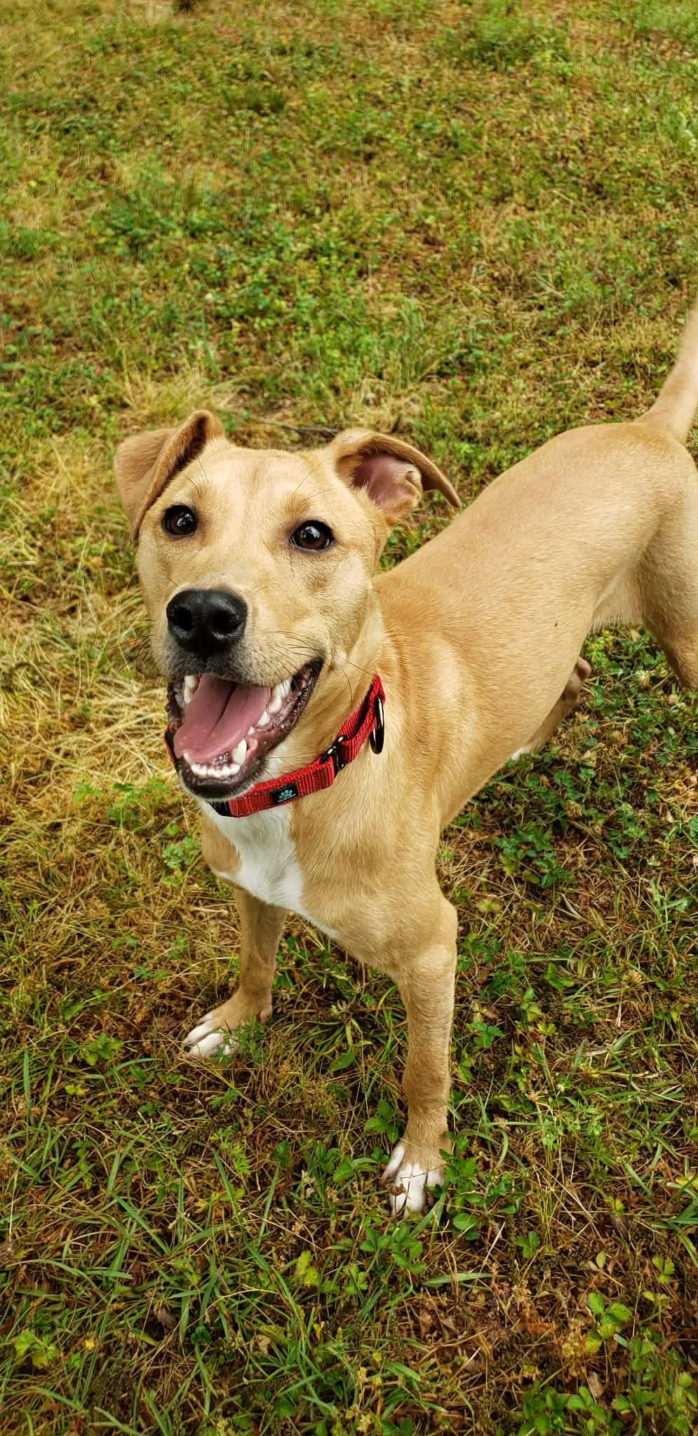 Lucinda, a Adoptable Hound in Raleigh, NC image 3/3