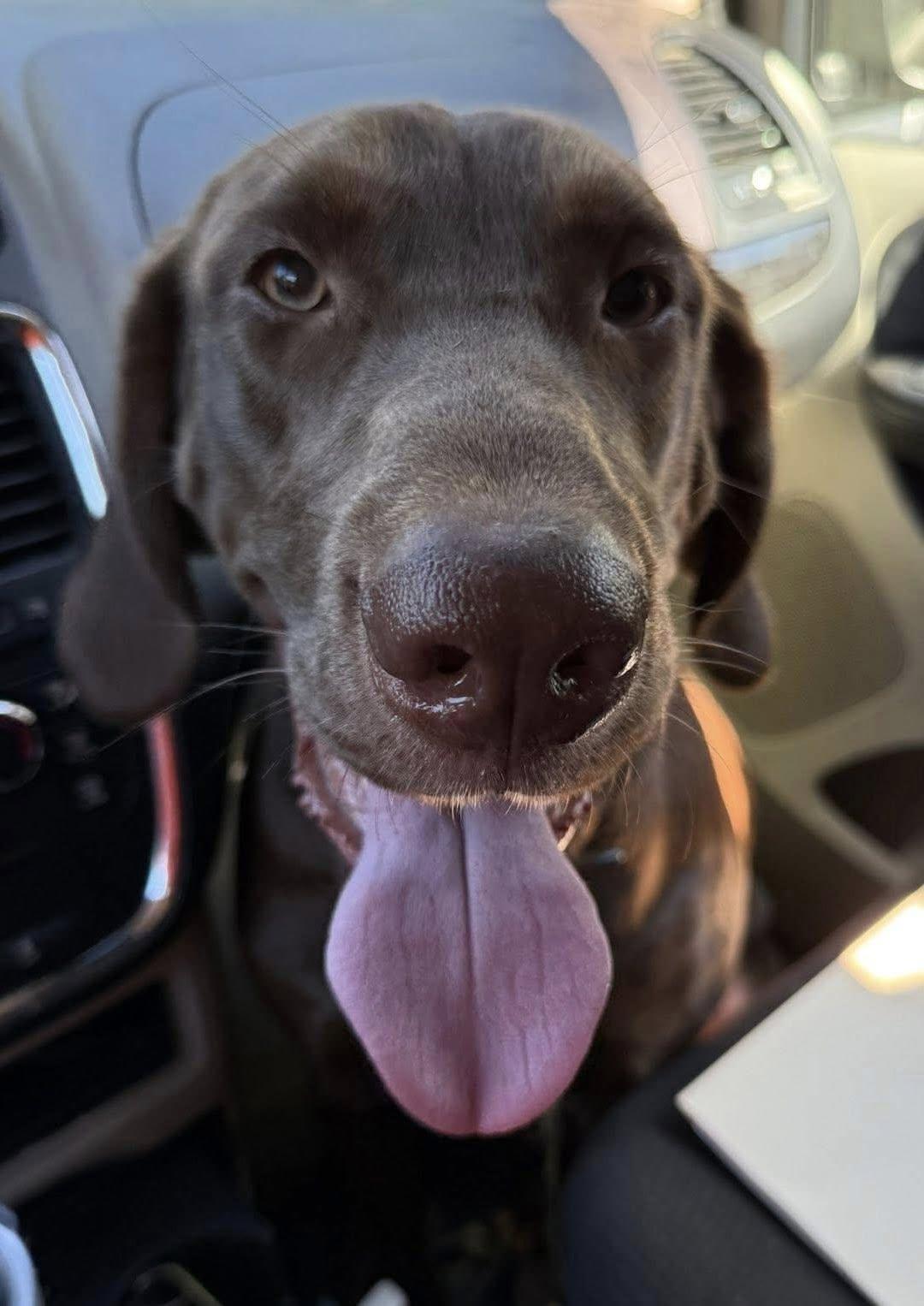 Enlarge Lady, a Adopted Chocolate Labrador Retriever in Jeffersonville, GA image 1/1