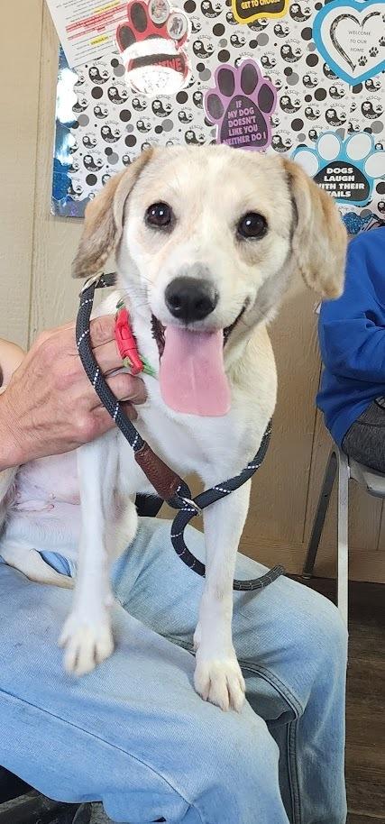 Enlarge PENELOPE 080-26, a ADOPTABLE mixed breed in Cambridge, OH image 2/3