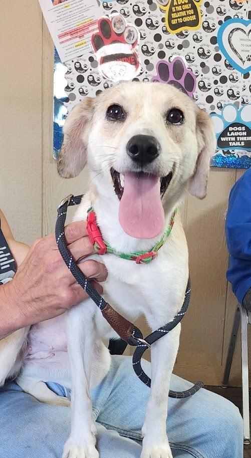 Enlarge PENELOPE 080-26, a ADOPTABLE mixed breed in Cambridge, OH image 1/3