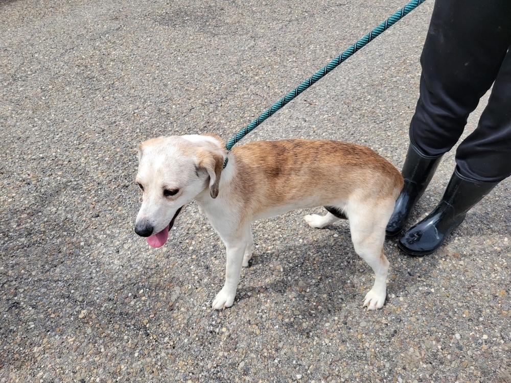 Enlarge PENELOPE 080-26, a ADOPTABLE mixed breed in Cambridge, OH image 3/3