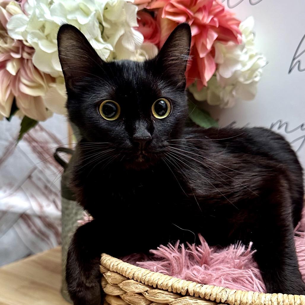 Enlarge Owlette, a Adoptable Domestic Medium Hair in Newberg, OR image 1/4