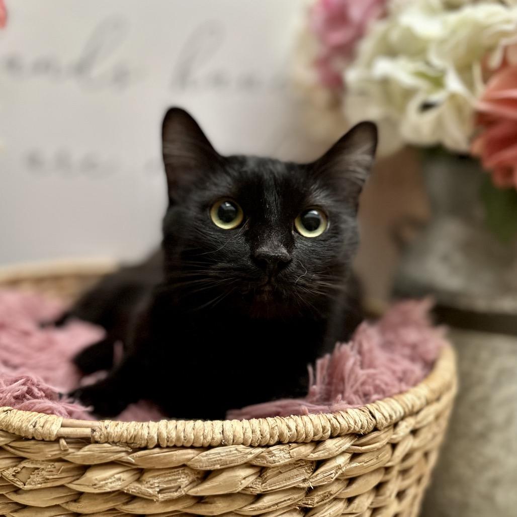 Enlarge Owlette, a Adoptable Domestic Medium Hair in Newberg, OR image 2/4