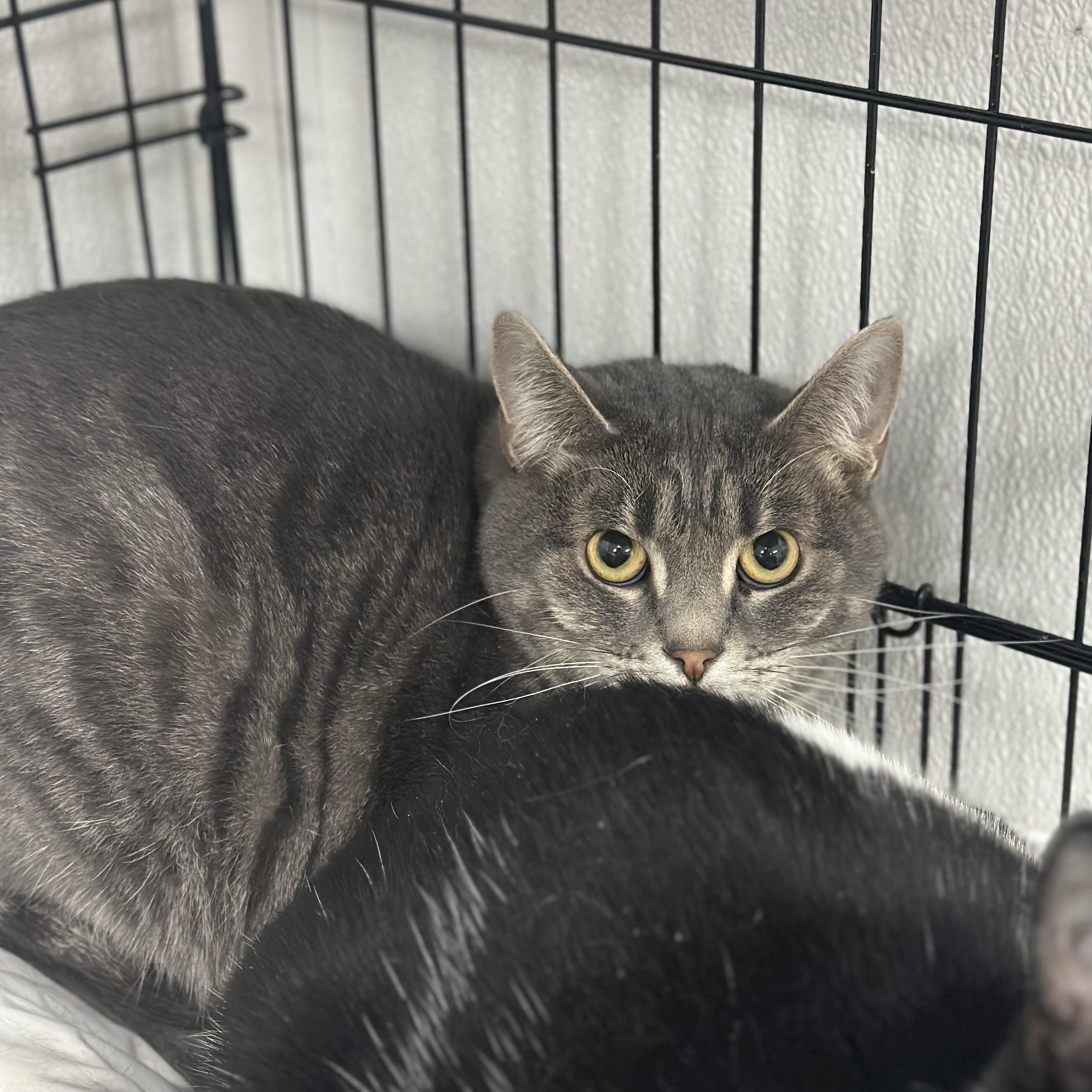 Maggie, Adult Female Domestic Short Hair