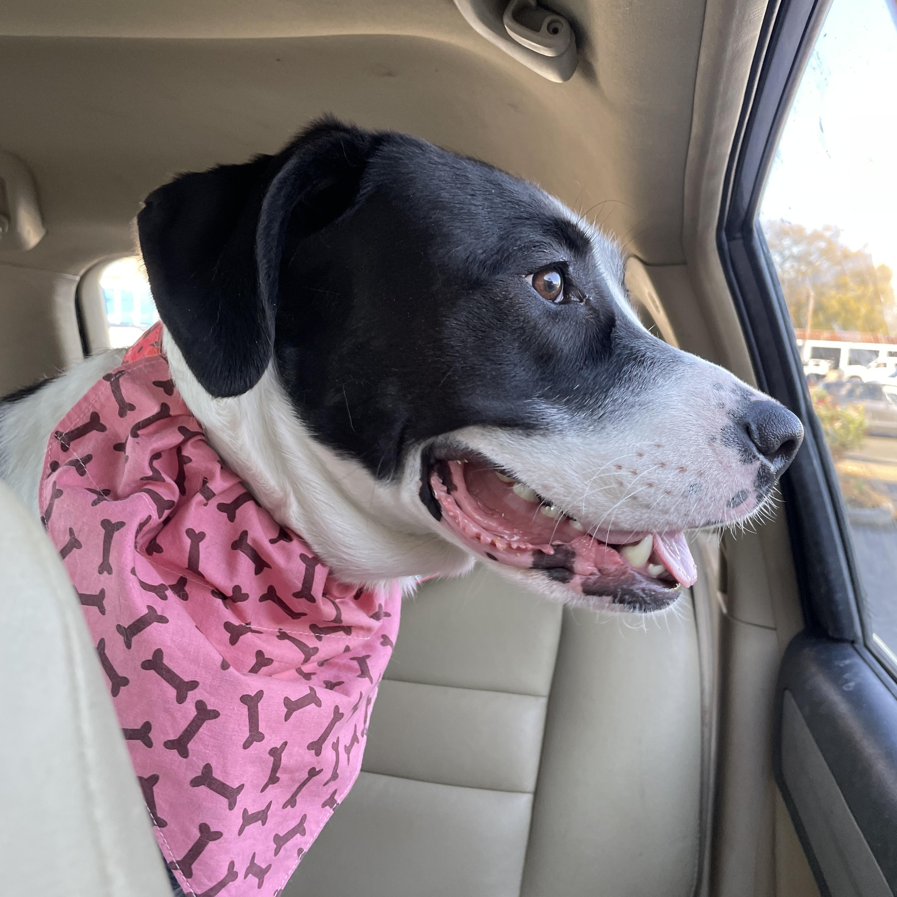 Nala, Young Female Hound