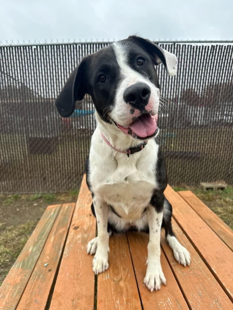 Nala, a Adoptable mixed breed in Richmond, VA image 2/2