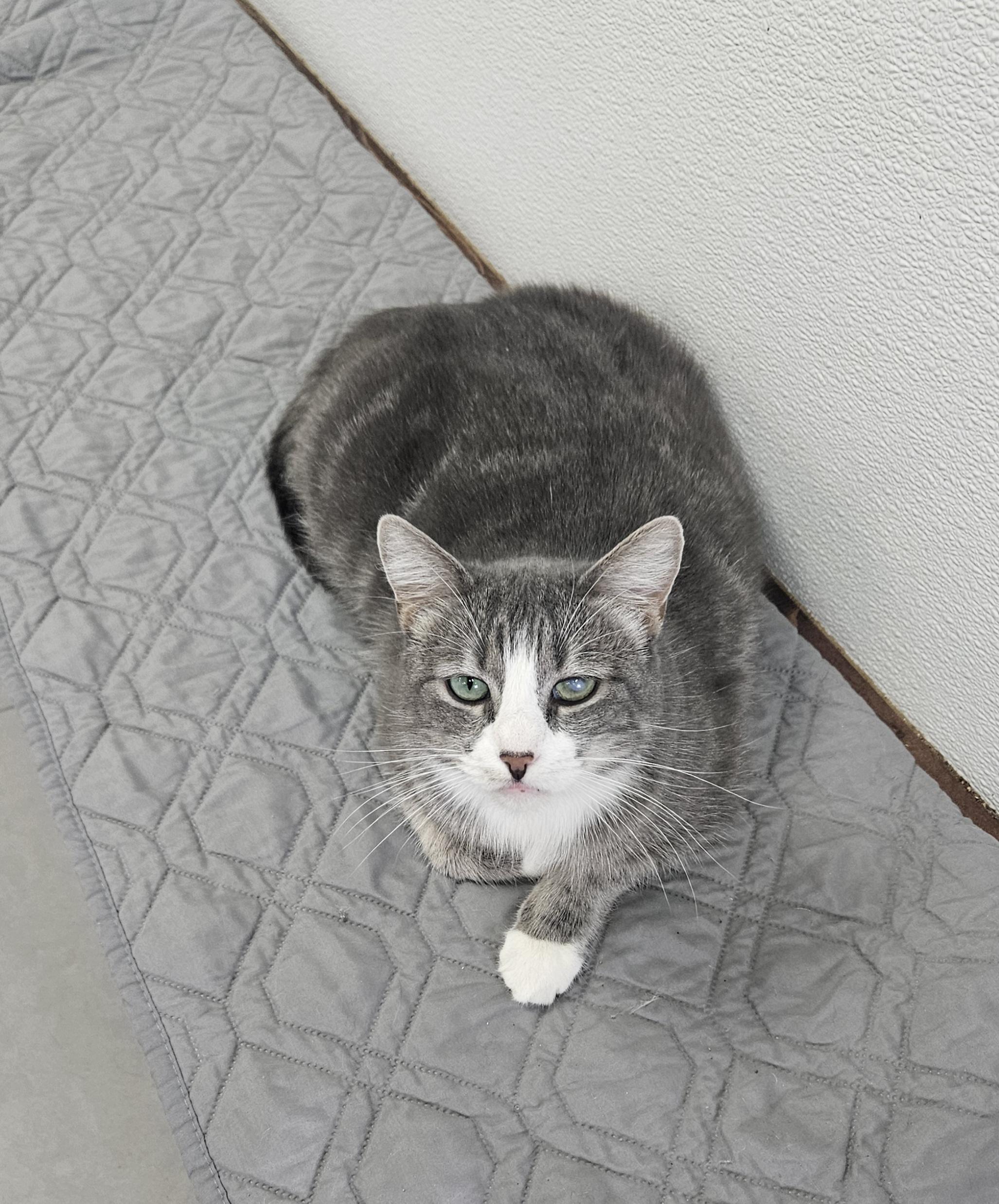 Enlarge Patty, a Adoptable Domestic Short Hair in Huntington Beach, CA image 1/1