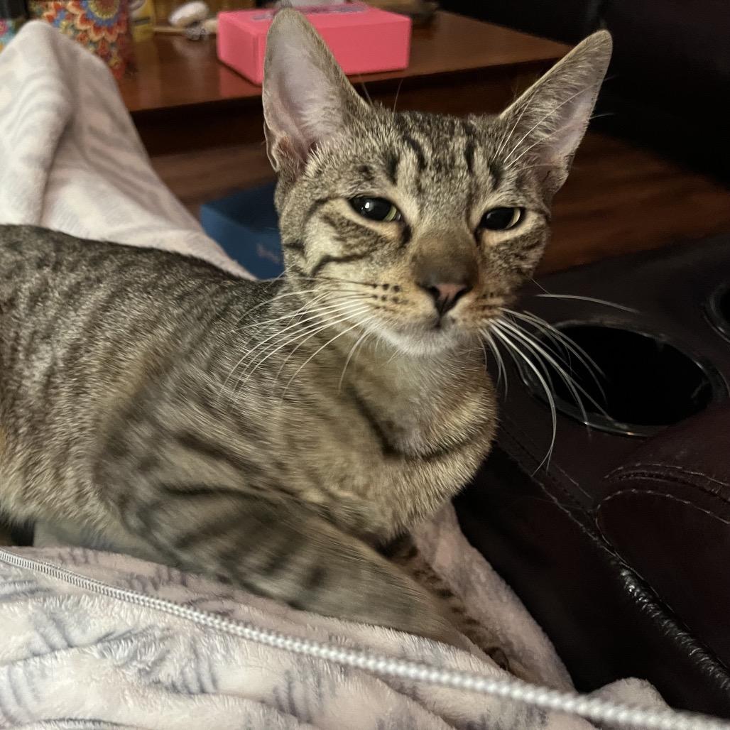 Mica — thumbnail 3