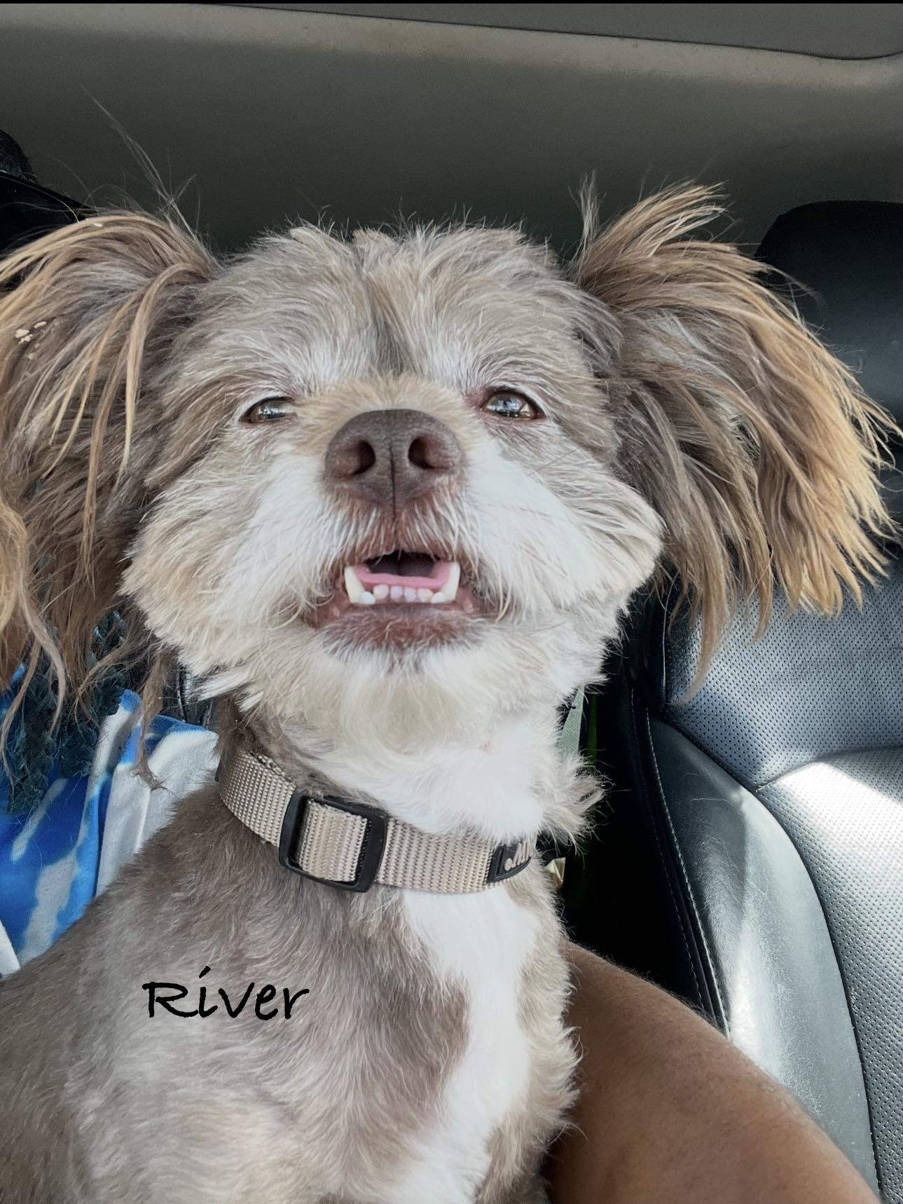 River, adopted, Young Male Maltese.