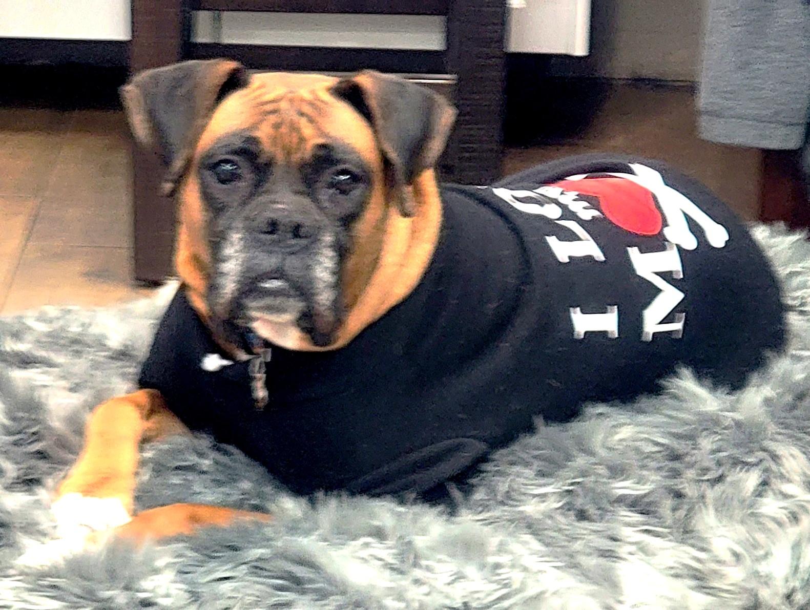 Enlarge Queen, a Adoptable Boxer in Lisbon, IA image 1/6