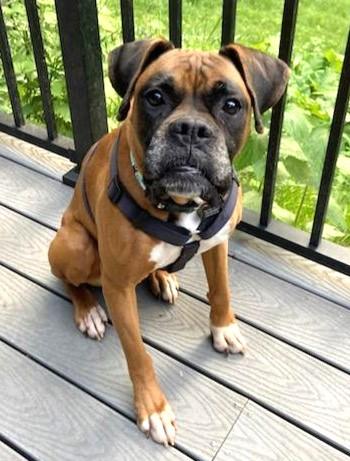 Enlarge Queen, a Adoptable Boxer in Lisbon, IA image 2/6