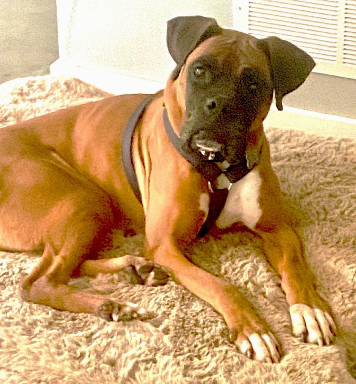 Enlarge Queen, a Adoptable Boxer in Lisbon, IA image 4/6