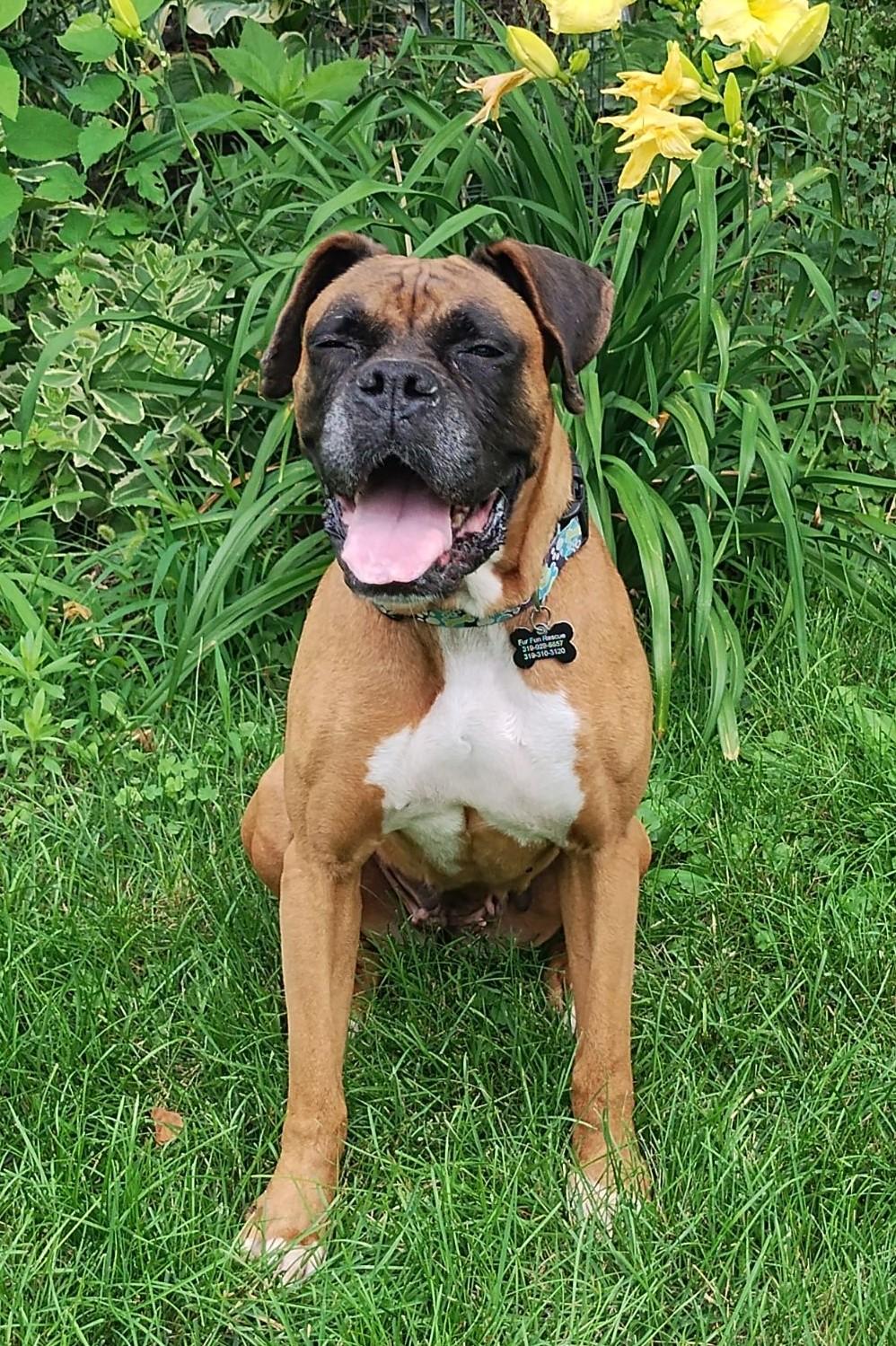 Queen, Adoptable, Adult Female Boxer.