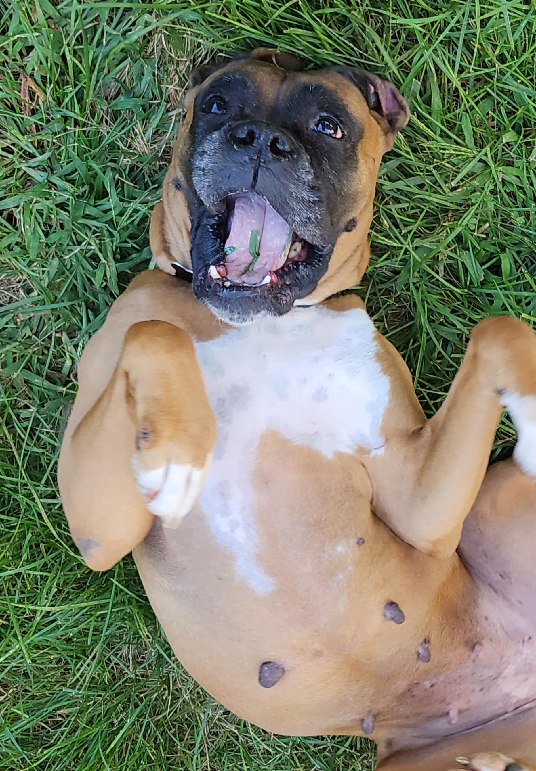 Enlarge Queen, a Adoptable Boxer in Lisbon, IA image 6/6